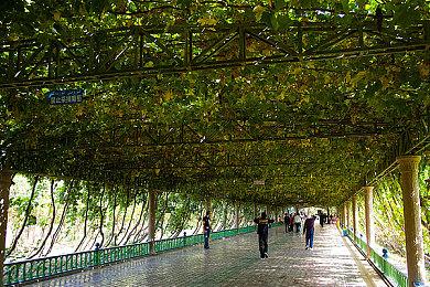 宝可梦朱紫DLC零之秘宝内容情报，零之秘宝新增宝可梦有哪些？